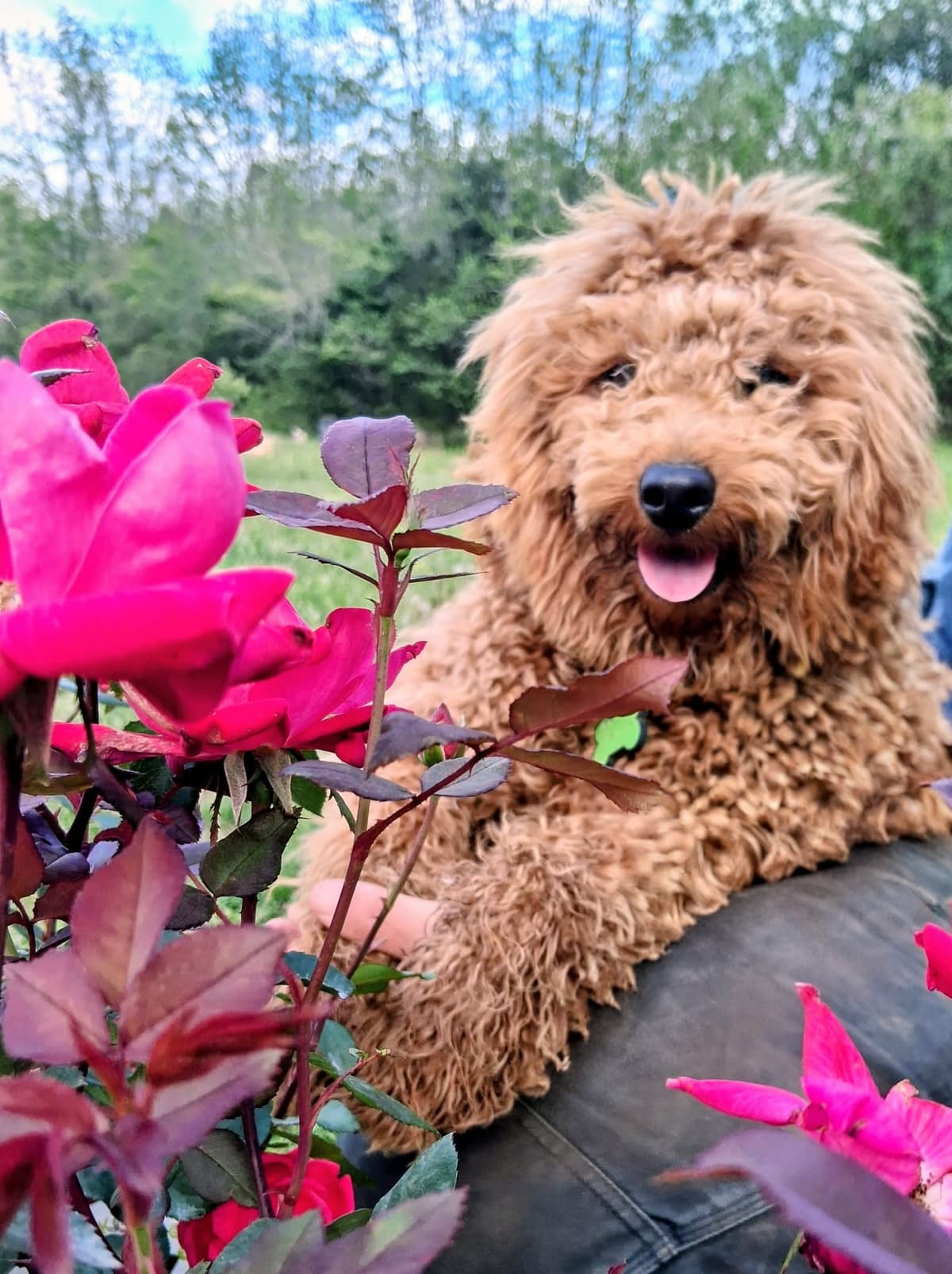 Dooby Doo the GoldenDoodle