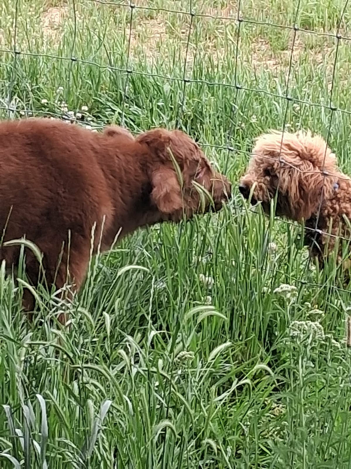 Calf and Puppy friends