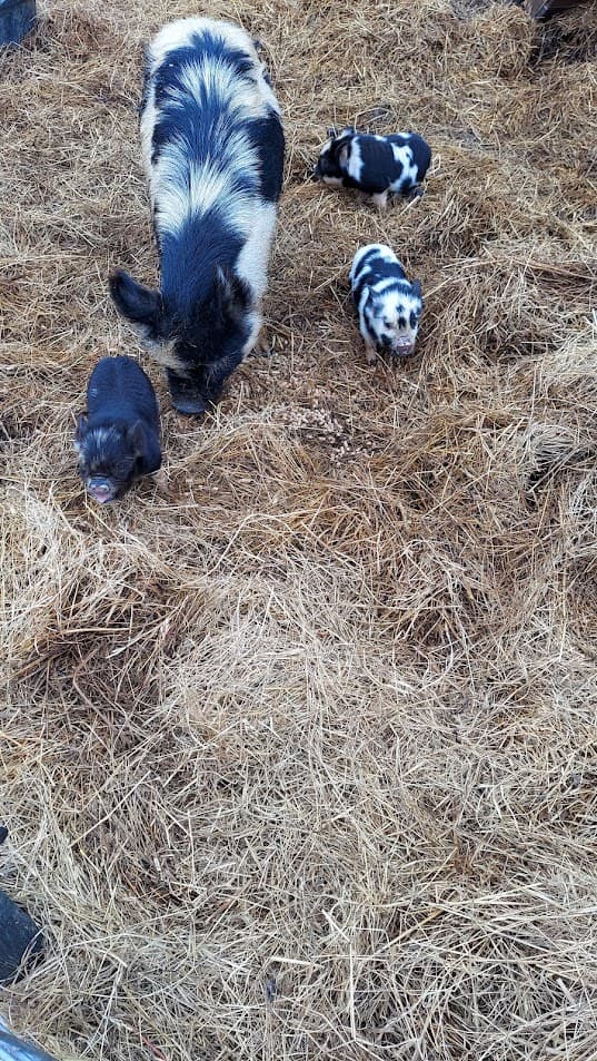 KuneKune Sow with piglets