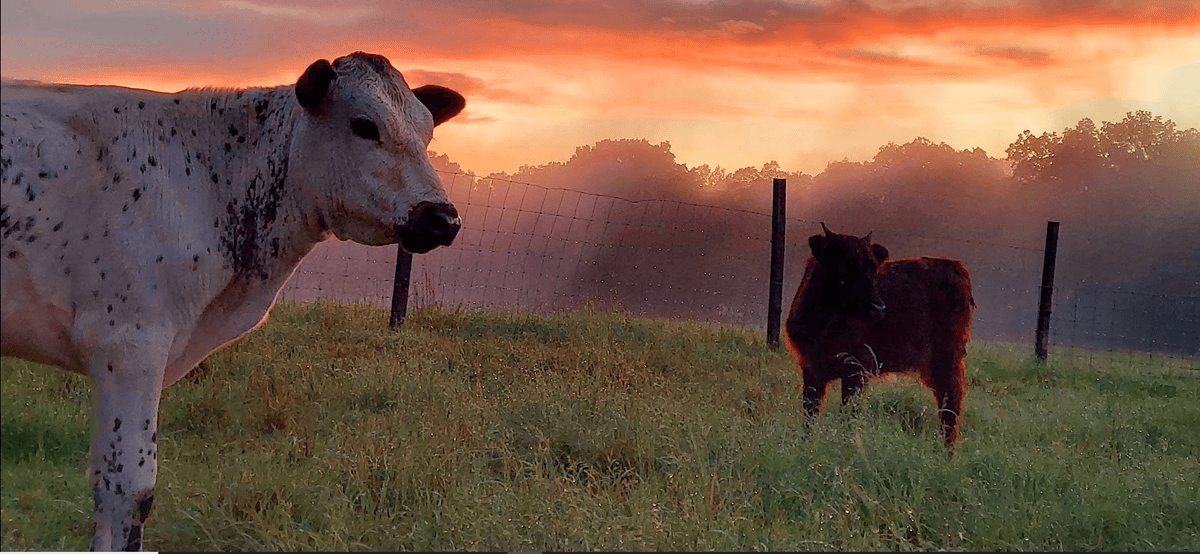 Cows from Black Rose Farm