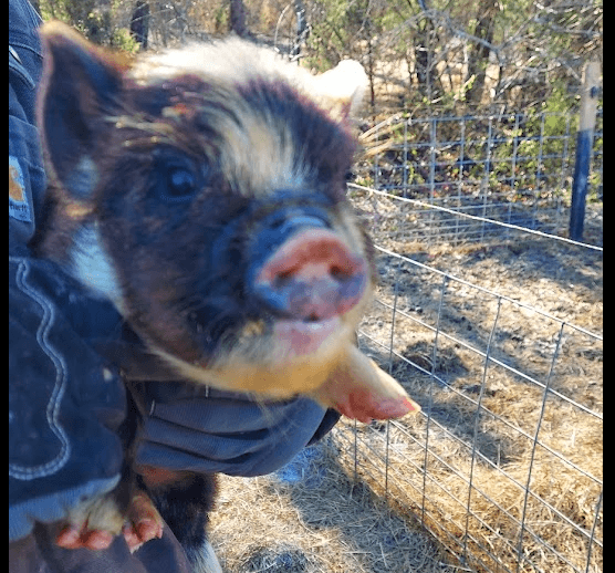KuneKune Piglet
